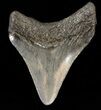 Bargain Megalodon Tooth - South Carolina #43601-1